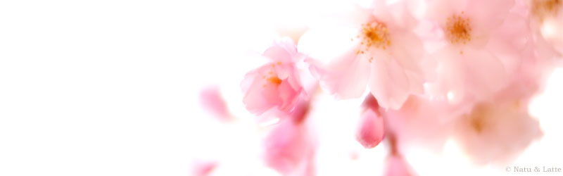 ヘッダー写真素材800 250 桜の花 春 八重桜 ナチュ ラテ ファッションと雑貨素材の部屋